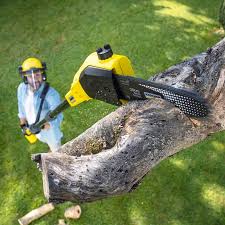 Why Choose Our Tree Removal Services in Washington, DC?