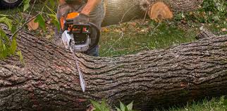 Best Tree Health Inspection  in Washington, DC