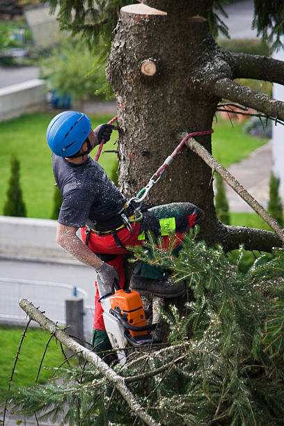 Best Grass Overseeding  in Washington, DC