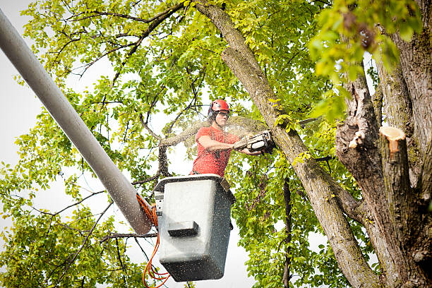 Trusted Washington, DC  Tree Services Experts