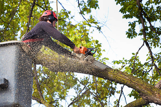 Best Utility Line Clearance  in Washington, DC