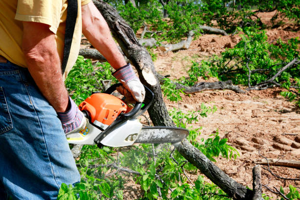 Best Tree Maintenance Programs  in Washington, DC